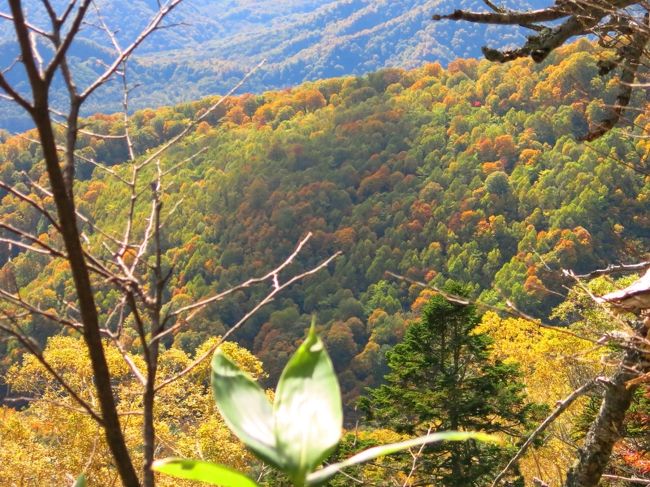これまた「もこもこのフェルト手芸のよう」(by picotabiさん)