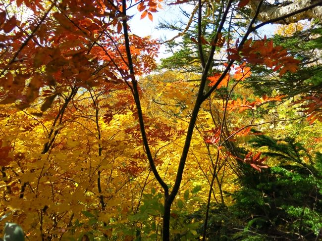 煌めく黄葉の中を