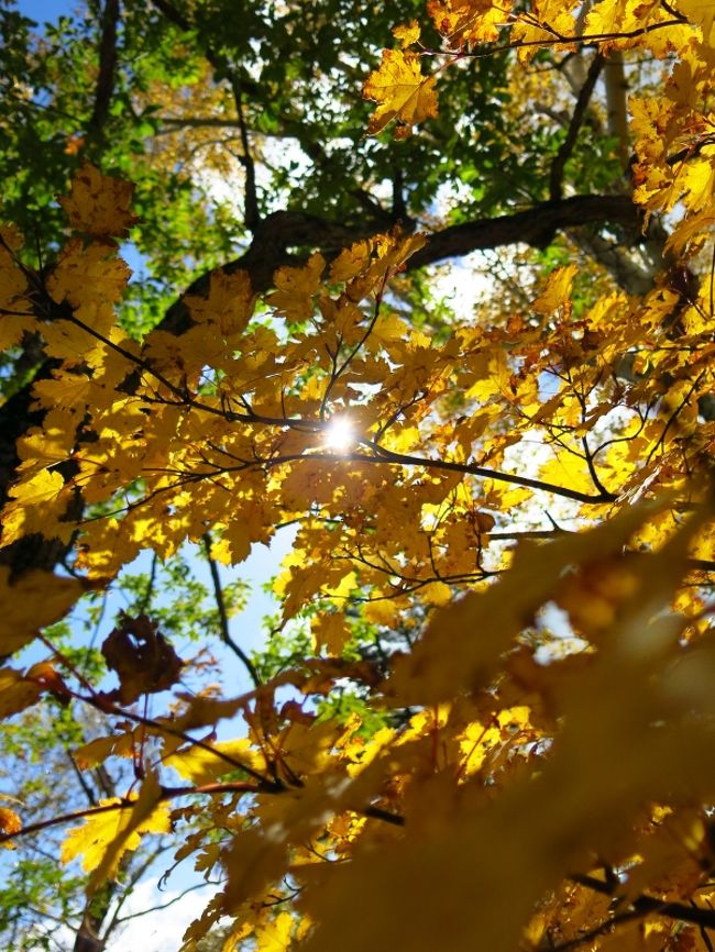 木漏れ日を受けながら歩く