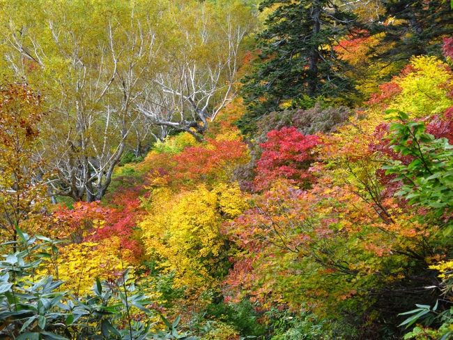 ここに来ないと見ることができない一瞬の美に