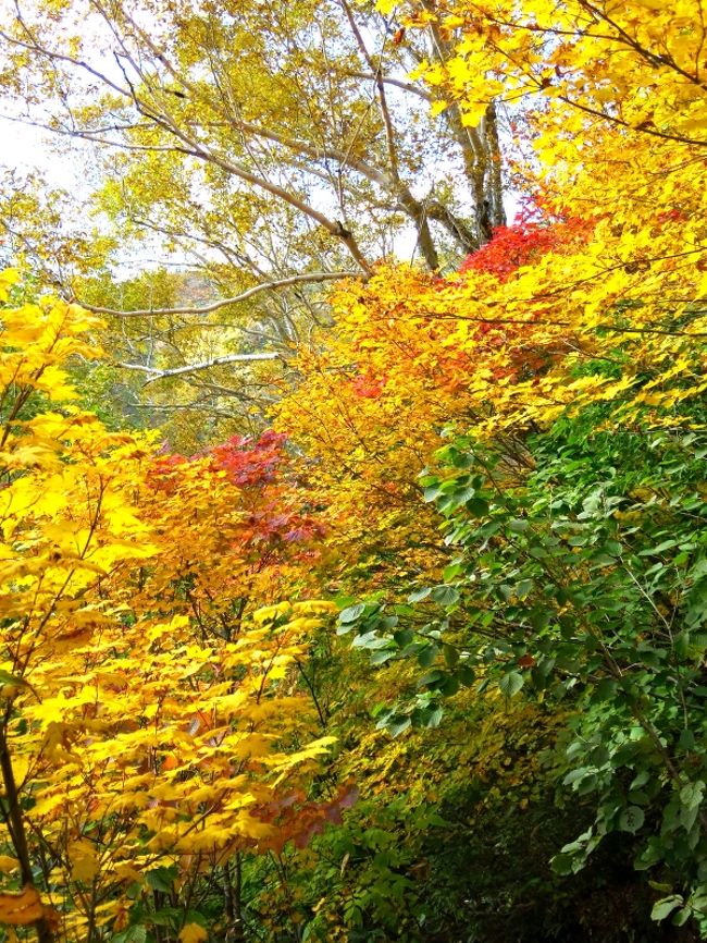 黄葉のトンネルを抜け