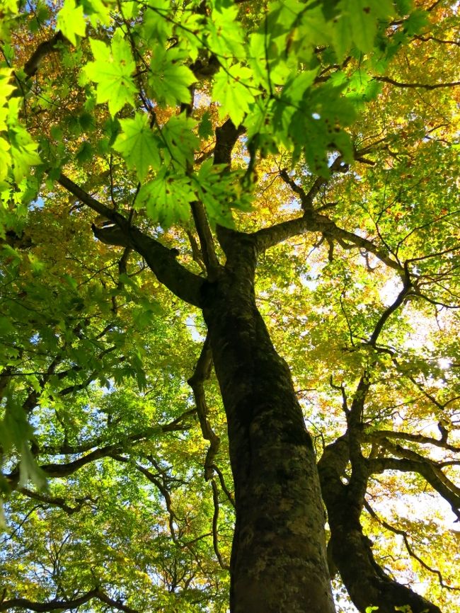 大好きなブナの巨木を見上げ