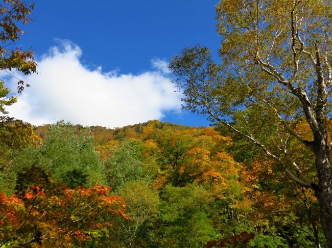 見上げる稜線の色付きに思わず声を上げる