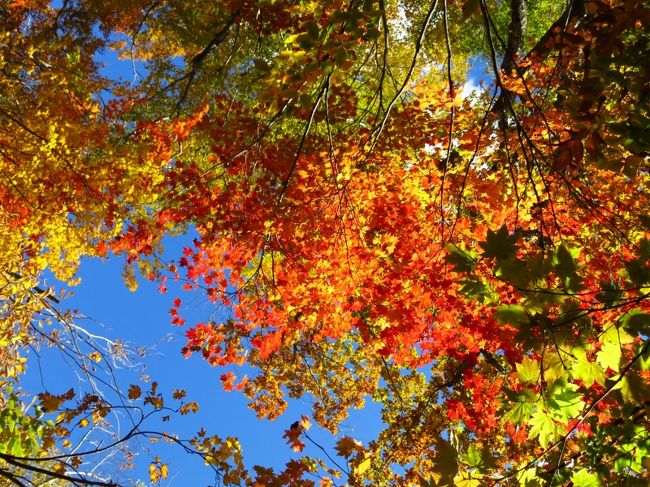 燃えるような紅葉も