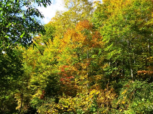 さて、ここからは一気に下山。<br />ゴールはもうすぐ。<br />緑が多くなってきた。