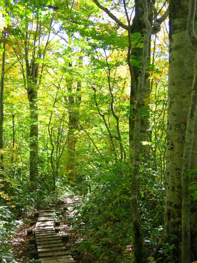 ブナ林の中を行く。<br /><br />この時間になっても、雨上りの木道は滑る。<br />まさかチェーンスパイクを着けるわけにもいかず、注意して歩いたが、コケること1回。相方2回。