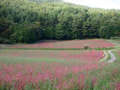 「赤そばの里」
こちらはまだ早かった…一面ピンクの光景は見られなくて残念