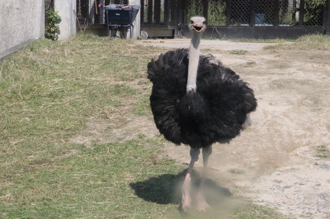 17年9月2週続けてのレッサーパンダ遠征 山口 広島 3 秋吉台サファリランド 後 ライオンの赤ちゃんの散歩にびっくりしたふれあい広場の他の動物たち 今度も楽しめたキッズサファリ 今回もエサやりバスでサファリゾーンへ 山口県の旅行記 ブログ By まみ 17年9月2週続けてのレッサーパンダ遠征 山口 広島 3 秋吉台サファリランド 後 ライオンの赤ちゃんの散歩にびっくりしたふれあい広場の他の動物たち 今度も楽しめたキッズサファリ 今回もエサやりバスでサファリゾーンへ 山口県の旅行記 ブログ By まみ