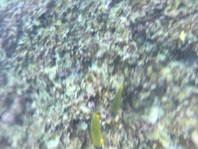 洞窟を出た後はボートに向かう途中で魚へ餌付けができます。<br />おさかな天国でしたが、写真に気を使いすぎでちょっと酔ってしまいました。<br />全然撮れてないし！