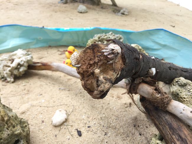 大中小のヤドカリがいっぱいいました！<br /><br />