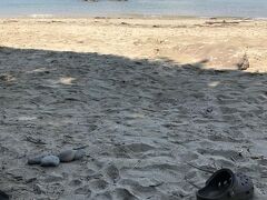 喫茶白浜バンガローさんの駐車場に車を停めて￥1000
臨海浦海水浴場でシュノーケリング
青や黄色の魚やクマノミなどなど色々いました。