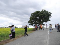 「ケンとメリーの木」の次は
こちらも すっかり有名な「セブンスターの木」、、

昭和51年に観光たばこ「セブンスター」のパッケージに掲載された柏（かしわ）の木です、、
この木も、ダンナにとっては時代的にドンピシャ！（＾＾

ダンナにとっては、美瑛の丘より、有名な木巡りの方が楽しかったりして、、（笑）

それにしても、、アジアからの観光客の多いこと、、
それぞれ、、賑やかに長ーい記念撮影で盛り上がっています（＾＾
