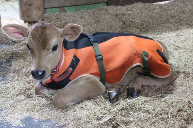 深まる秋の雨の埼玉こども動物自然公園 Hello ジャージー種の子牛のユッコロくん 営巣地を行き来するペンギンたち他 雨の中でも動物は生き生き 東松山 埼玉県 の旅行記 ブログ By まみさん フォートラベル 深まる秋の雨の埼玉こども動物自然公園 Hello ジャージー種の子牛のユッコロくん 営巣地を行き来するペンギンたち他 雨の中でも動物は生き生き 東松山 埼玉県 の旅行記 ブログ By まみさん フォートラベル