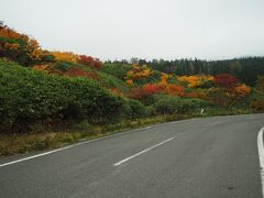 宿の前の樹海ライン沿いにも鮮やかな紅葉が。