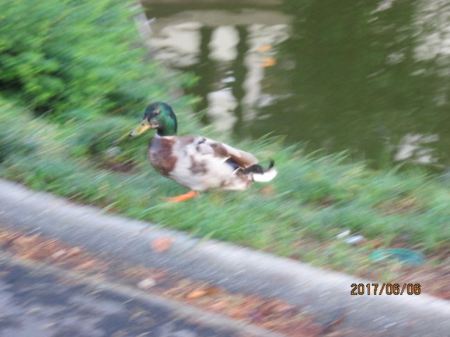 病院の前ではマガモが歩いている。