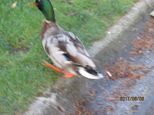 この町では鴨を取ったり、食べて食う人はいないのだ。