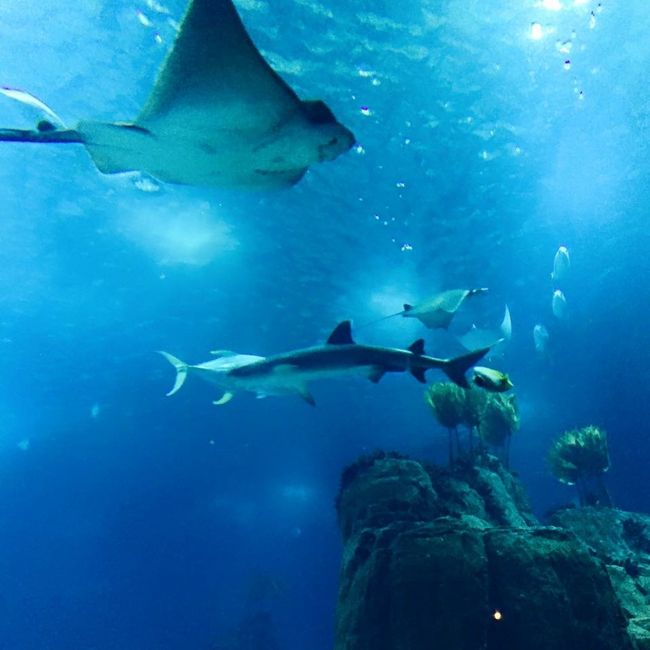 リスボンの水族館<br />海遊館と同じ設計者だとか