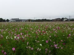 　まずは甘木のキリン花園
　昨日の平原古墳より、畑そのものは広いですが、密集度は低いです。
ここは去年も見ましたが、時期が早いからか３分咲き程度でしょうか。