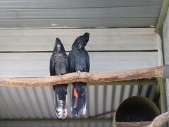 Red tailed Cockatoo という巨大オウム。　赤尾、白尾、黒尾などいろいろな種類がいます。