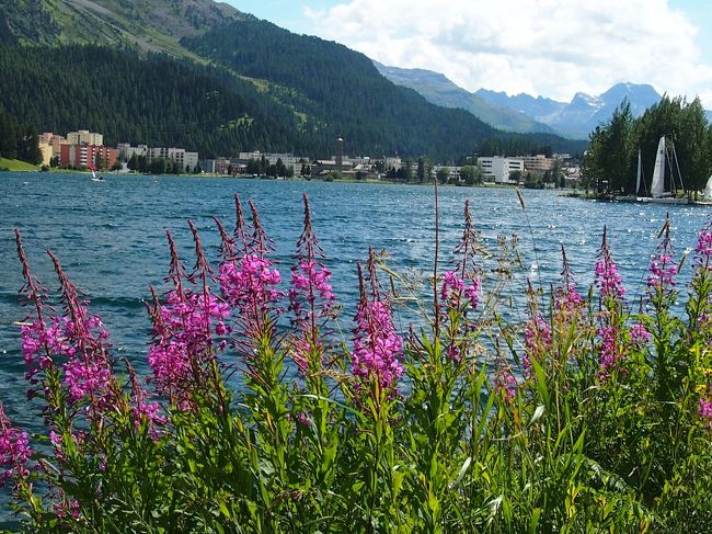 昔アラスカでこのファイアウィード（やなぎラン）を見てから、私達にとって特別な花になり、いまもこの美しい花を見るとワクワクしてしまうのです。