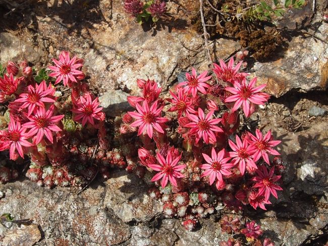 ピッツネイルから途中駅のチャンタッレラで降り、ハイジフラワートレイル～ウルスリの鈴の道を歩きサンモリッツのバート地区までおりていきます。この花はシュビンヴェップハウスヴルツという名前です。