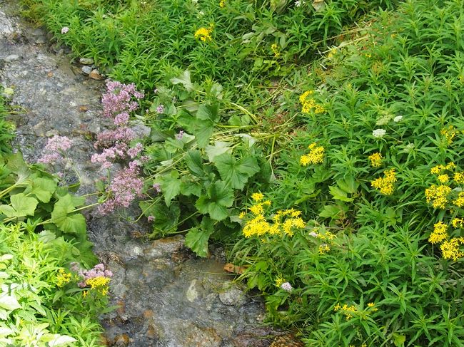このトレイルは平坦な道で片側にはサンモリッツの町が見え隠れし、花も年中楽しめるようにと花壇になっているところもありました。