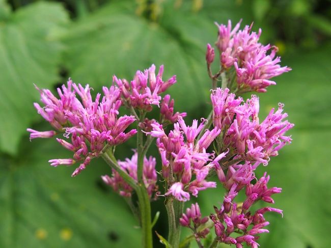 これはグラウエアルペンドストという花らしい。後から植物図鑑で調べたのですが、、、。