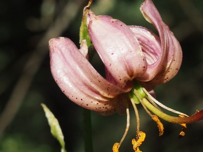 デュルケンプント。