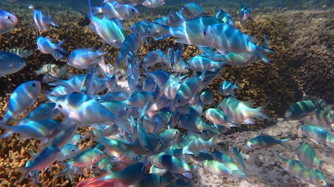 色とりどりの魚が目の前を泳いでいきます