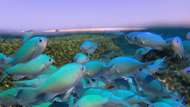 魚すくいができるほど魚がいる！！<br /><br />石垣でやったシュノーケルはあれはあれで楽しかったが、今回のシュノーケルを体験したら石垣のはへっぽこだな。<br /><br />餌を持っていると、すごい数の魚が！！<br />