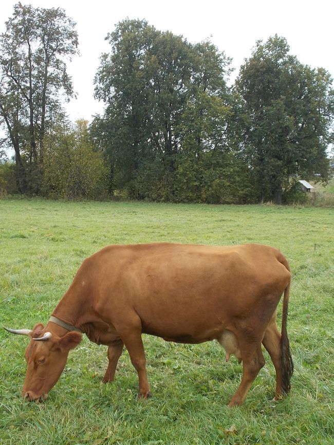 「世界中から　やって来る！　観光客」は<br />木橋・・・を　渡り、<br />この　「一匹だけ・・・の　牛」を　眺めながら、　寺院・・・を　目指す。<br /><br />ホント、「懐かしい～！　田園風景　プラス　この　動物・効果」って　<br />かなり・・・あるよね～。　（笑）
