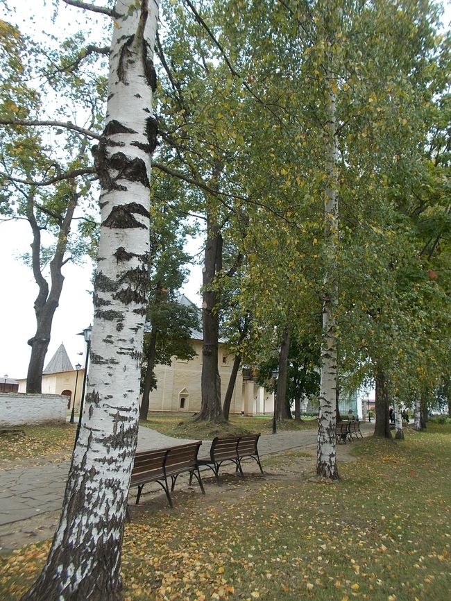 「白樺の　木々！も　多い」って<br />やっぱり、　寒い！　土地・・・なんですね～。<br /><br />『　スズダリ　』　は、　「モスクワ」から　約　２２０km・・・の　距離。