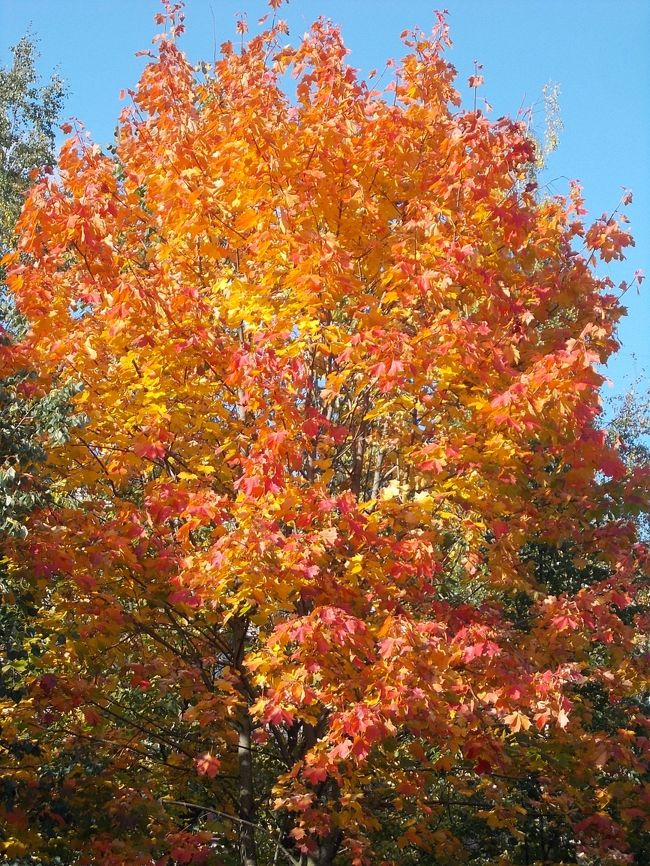 「ロシア」は　　黄色い　「黄葉」ばかり。<br />こ～んな　「紅い！　紅葉」って　滅多・・・に　見ない。