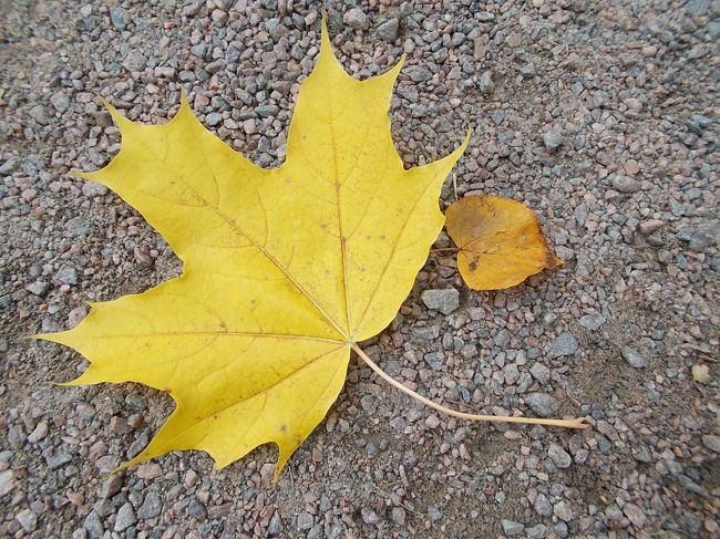 いかがでしたか～　？<br />「ロシア」の　郊外・・・に　足を　伸ばしてみる。と<br />めまぐるしく　変化する・・・ばかり。の　　「都会」とは　違う！<br /><br />「ユッタリ！とした　田舎・・・　ならでは」の<br />「歴史遺産が　数・・・多く、　残っている」。<br /><br />「ロシア正教」を　守り、　祈り・・・　続けてきた　敬虔な　信者さん達。<br />「スカーフおばさん・・・の　庶民！の　姿」も　<br />先祖から　変わること・・・なく、　受け継ぎ、　歴史を　経た　<br />「宗教・・・の　形」。<br /><br />「ロシア　貴族」が<br />「ヨーロッパを　目指して、　より一層！　豪華絢爛・・・に」と　造られた<br />ーーー「見たコト！も　ない、　宮殿　「大噴水　＆　琥珀の間」」と<br /><br />ホント、「ロシア・・・って　「世界で　此処だけ！が　いっぱい」。。。　<br /><br />「豊か・・・な　自然」を　感じながら、<br />また、　違った・・・「ロシアの　素敵！な　旅時間」を　満喫できました。<br />　　　　　　（２）　ロシア郊外　編　　（　終わり　）