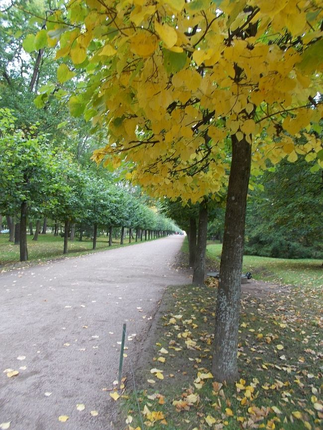こ～んな　「いかにも・・・　ヨーロッパ！の　宮殿・庭園」を　感じさせる<br />並木路。<br /><br />「ピョートル大帝」が　欲しかった！　「ヨーロッパ風」。<br />「モスクワ」とは・・・、　全く！違う　<br />「ヨーロッパを　模した！　美・・・の　世界」を　堪能。<br /><br />『　栄華。　壮麗。　気品・・・　』　そんな　言葉しか　出てこない！<br />「サンクトペテルブルク　郊外！の　２つ・・・の　宮殿巡り」でした。　　