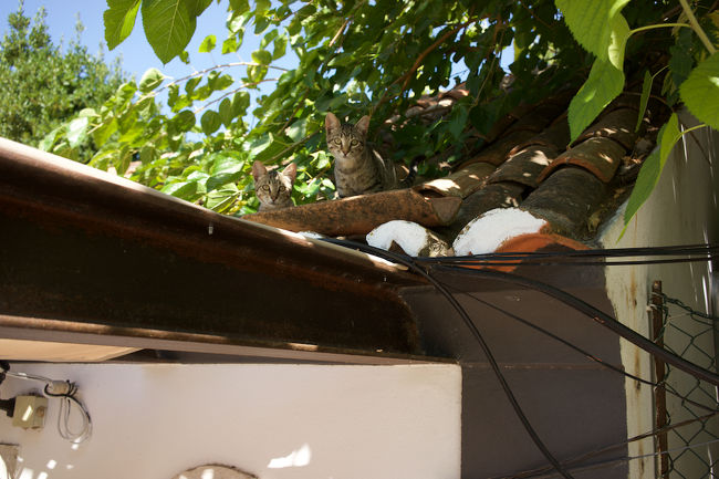 アゼイタオンキャッツ