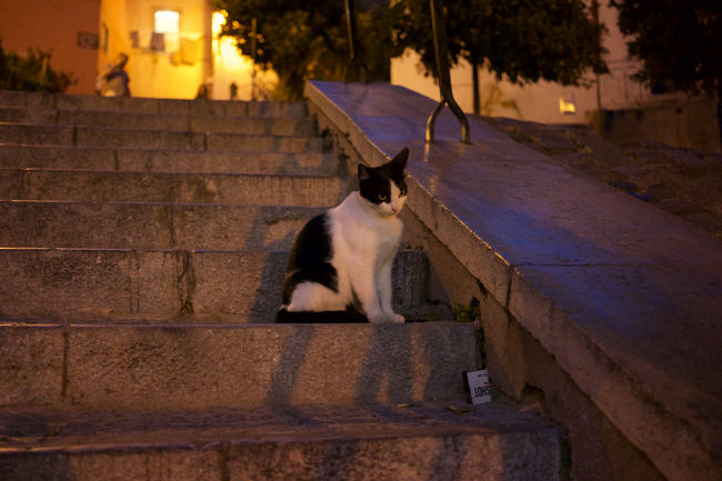 猫もまどろんでいます