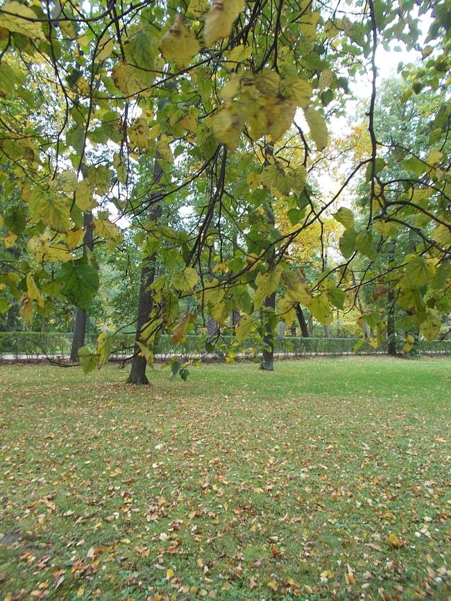 「黄色　＆　緑色」の　二色だけ・・・の　森。