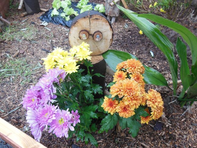 菊の花がｶﾜ(・∀・)ｲｲ!!