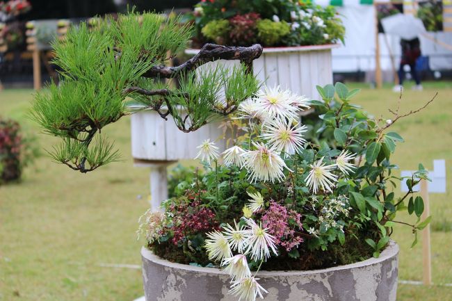 コンテナガーデン部門