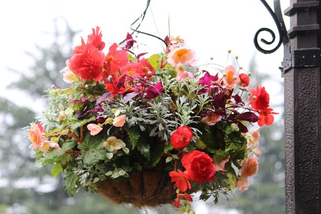 吊型ハンギングバスケット