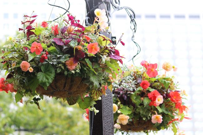 吊型ハンギングバスケット