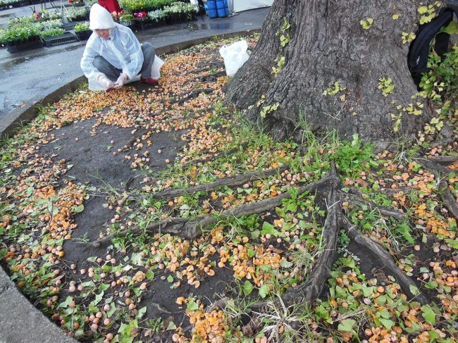 ギンナンもたくさん落ちてます<br /><br />ひろってる人けっこういたね。<br />食べるのはおいしいけど・・匂いがきついよ