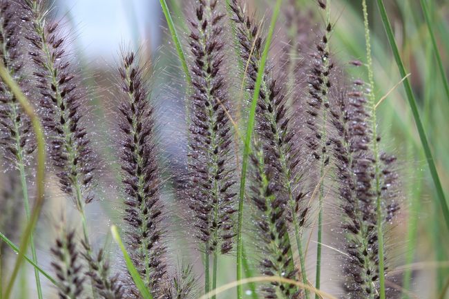 雫がついています