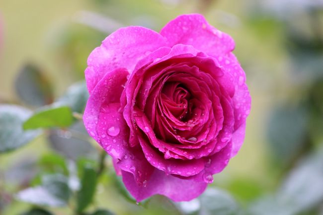 バラも楽しめます