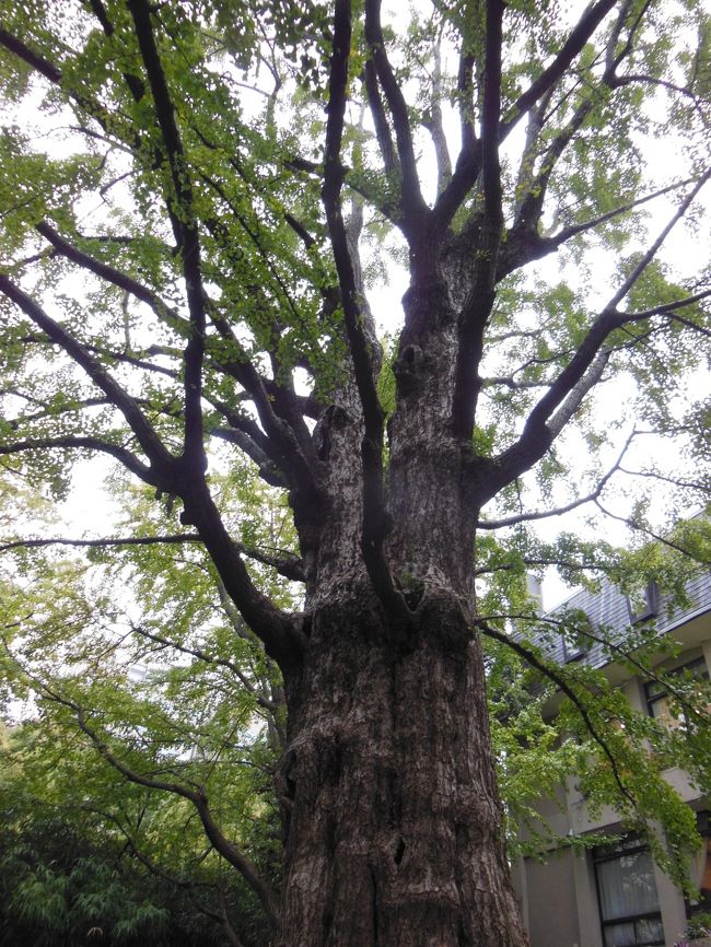 園内で1番のイチョウ「首掛けイチョウ」