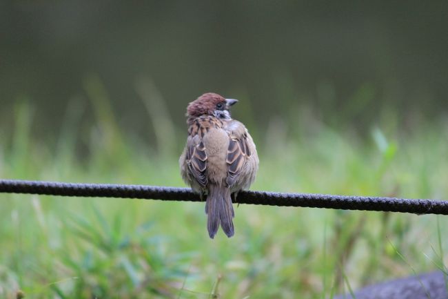 日比谷公園のスズメ<br />人になれてます。<br />餌をあげる人がいるため、人に寄ってきます