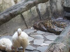 大晦日に動物園。
展示方法が衝撃すぎてココロが折れる(；ω；)

現実から目を背けてはいけないことを、改めてマニラ動物園より学びました。