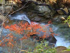 湯檜曽川と紅葉