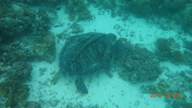 白波が収まったところで早速スノーケル開始。<br />いきなりカメさんのお出迎えです。<br />しかも２匹も！